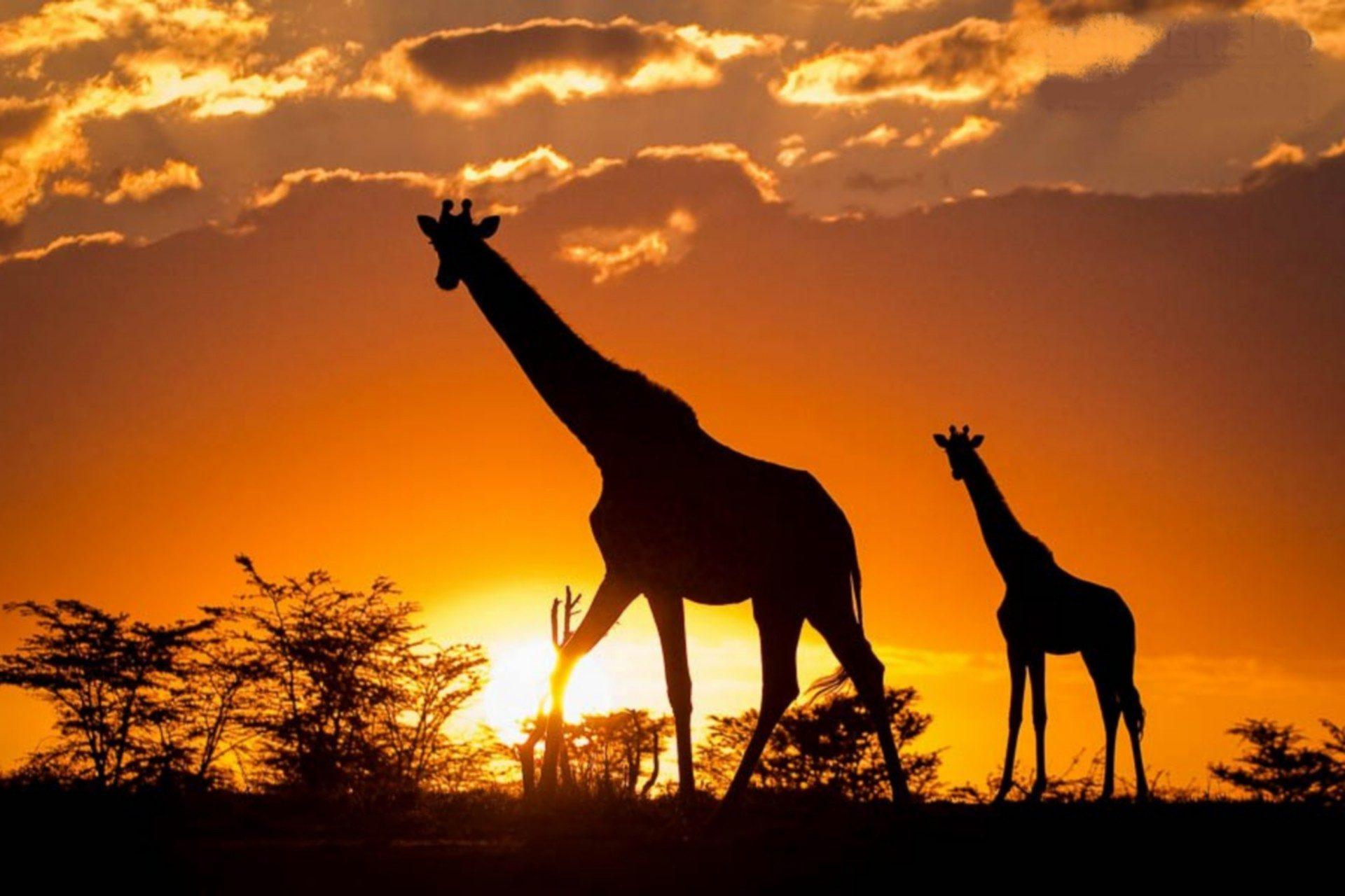 kenyan safari trip